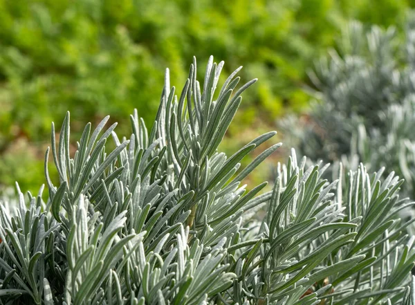 Krzew lawendy przed tradycyjnym ogrodem warzywnym i ziołowym w przydziale — Zdjęcie stockowe