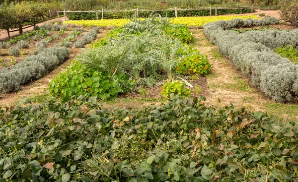 Vegetable and herb garden in traditional allotment — Stock Photo, Image