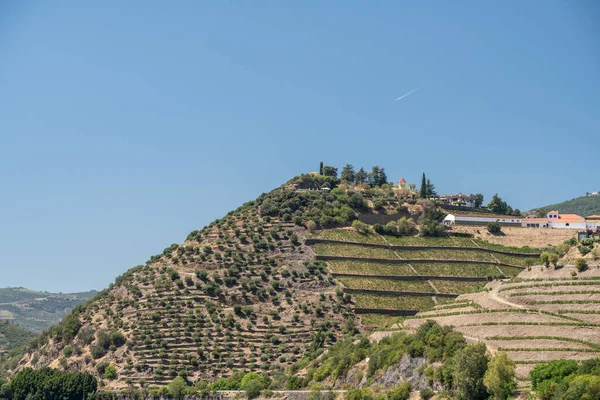 Tarasowa winnica nad brzegiem rzeki Douro w Portugalii — Zdjęcie stockowe