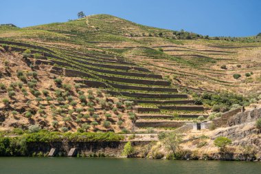 Portekiz 'deki Douro nehrinin kıyısındaki teraslı üzüm bağı.