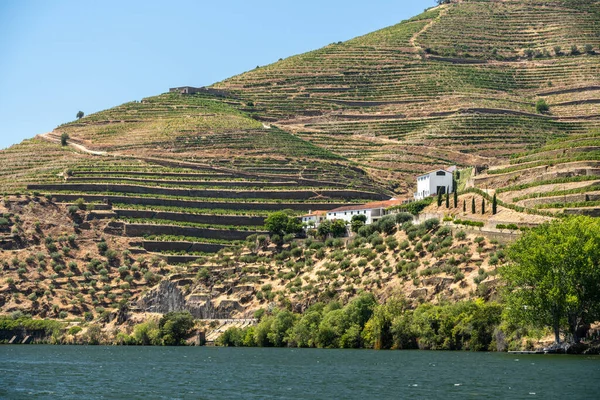 Terrassenförmig angelegter Weinberg am Ufer des Douro in Portugal — Stockfoto