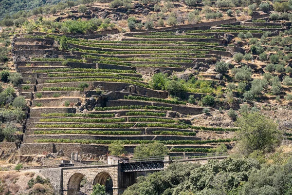 Terrasserad vingård vid floden Douros strand i Portugal — Stockfoto