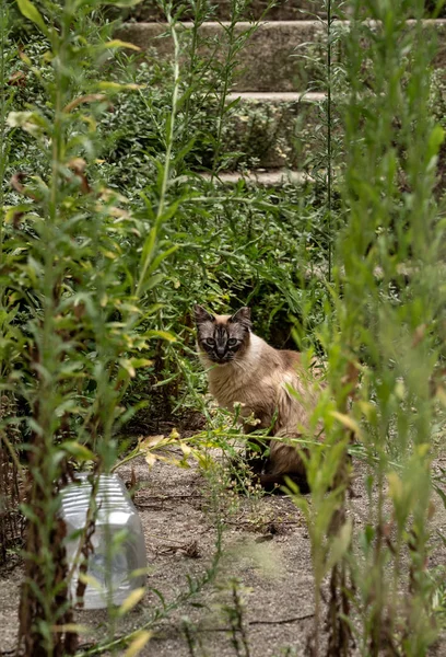 Бродячая кошка смотрит через заросший сад и двор в Визеу Португалия — стоковое фото