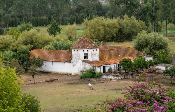 老葡萄牙人骑着马在草地上放牧 — 图库照片