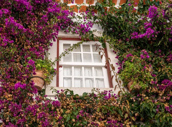 Overwoekerd raam in ommuurde stad Obidos in centraal Portugal — Stockfoto