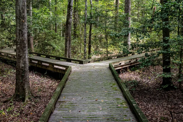 Villát az úton a fő döntés a fa sétányon az erdőben — Stock Fotó