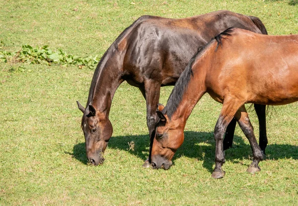 Detail von zwei braunen Pferden, die auf einer Weide grasen — Stockfoto