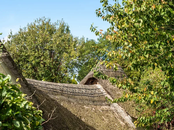 Фрагмент очеретяного даху на будинку в Дансфорд Девон. — стокове фото