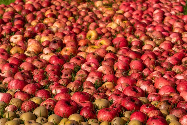 Muchas manzanas y peras que ponen en la hierba en el otoño — Foto de Stock
