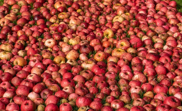 Muchas manzanas dispuestas y acostadas en la hierba en el otoño — Foto de Stock
