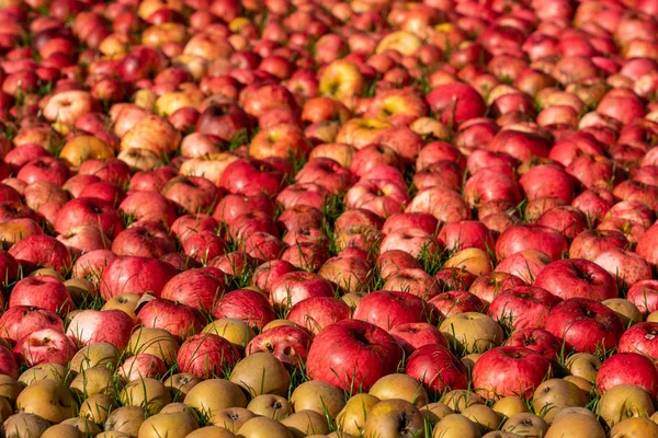 Muchas manzanas y peras que ponen en la hierba en el otoño — Foto de Stock