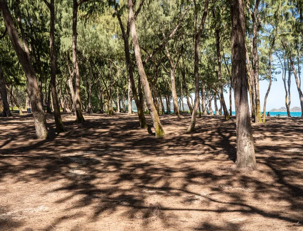 Pine trees on the coastline frame Sherwood Beach on the east coast of Oahu in Hawaii — Stok fotoğraf