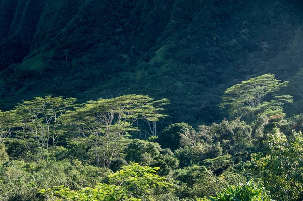 Hohe albizia bäume gegen die steilen berghänge in oahu — Stockfoto