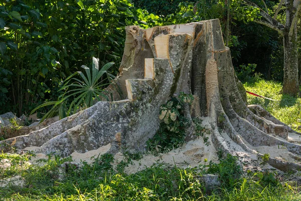 Stor moreton Bay fikonträd stubbe efter stammen höggs ner med kedjesåg — Stockfoto