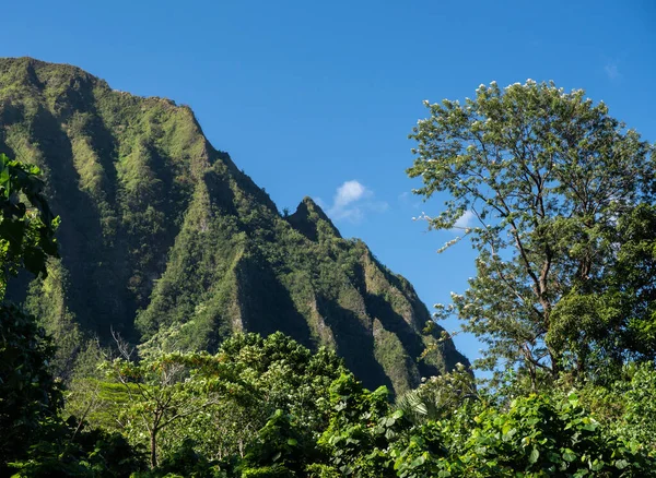 Mountain ridge rises above Hoomaluhia Botantical Gardens on Oahu — 스톡 사진