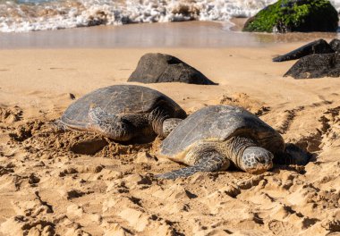 Oahu 'nun kuzey kıyısındaki Laniakea sahilinde bir çift deniz kaplumbağası.