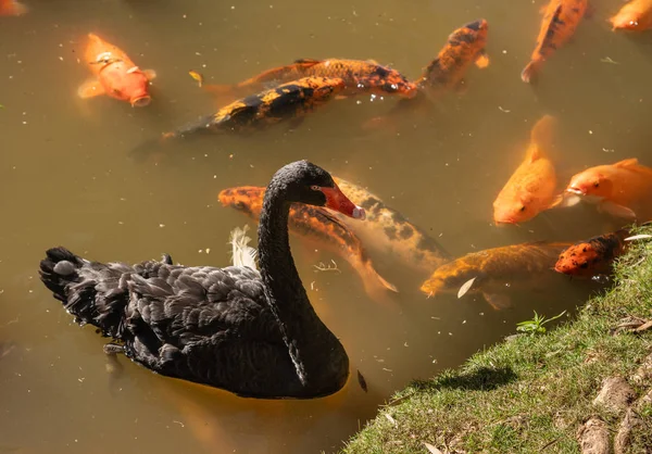 Black Swan by midas chiclid fish at the Byodo-In Temple on Oahu — Stock fotografie