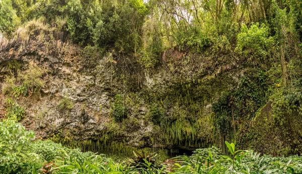 Dripping ferns hanging down at Fern Grotto on Wailua river in Kauai — Stockfoto