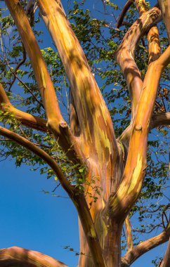 Pattern of branches of rainbow eucalyptus trees against blue sky on Kauai