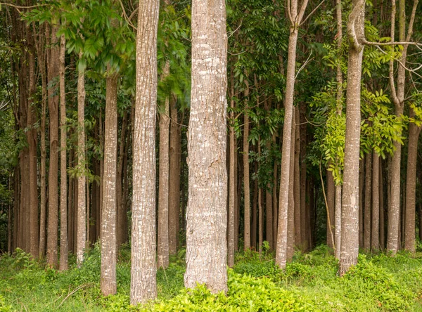 La piantagione di mogano e il sentiero Wai Koa Loop a Kauai, Hawaii — Foto Stock