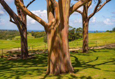 Group of three rainbow eucalyptus trees with golf course on Kauai