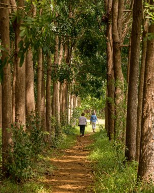 Hikers walk through the mahogany plantation and the Wai Koa Loop trail in Kauai, Hawaii clipart