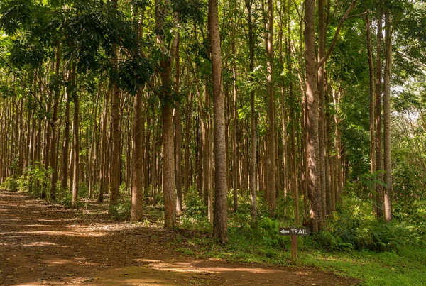 Mahogany plantation and the Wai Koa Loop trail in Kauai, Hawaii — Stock fotografie