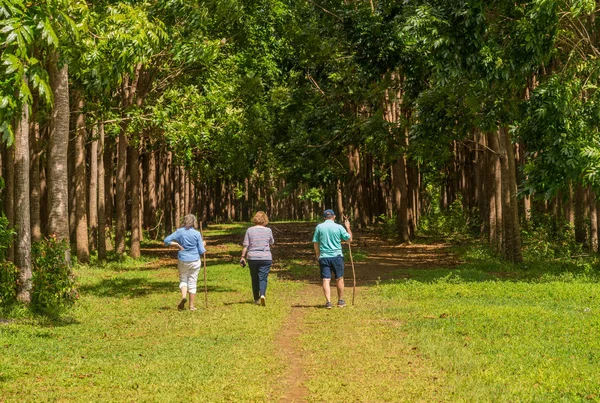 Hikers walk through the mahogany plantation and the Wai Koa Loop trail in Kauai, Hawaii — Stock Photo, Image
