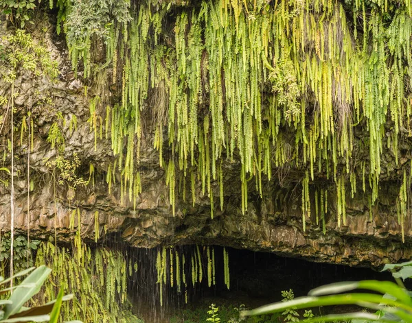 Dripping ferns hanging down at Fern Grotto on Wailua river in Kauai — Stock Photo, Image