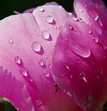 Kırmızı çiçek ile damla