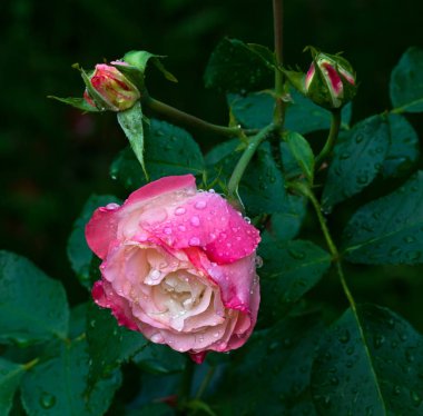 kırmızı gül çiçek