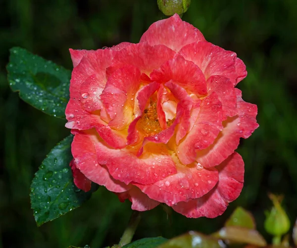 Red rose flower — Stock Photo, Image