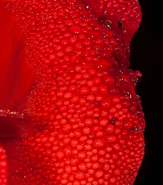 赤いバラの花 — ストック写真