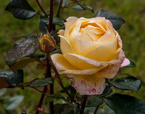 Amarelo rosa flor — Fotografia de Stock