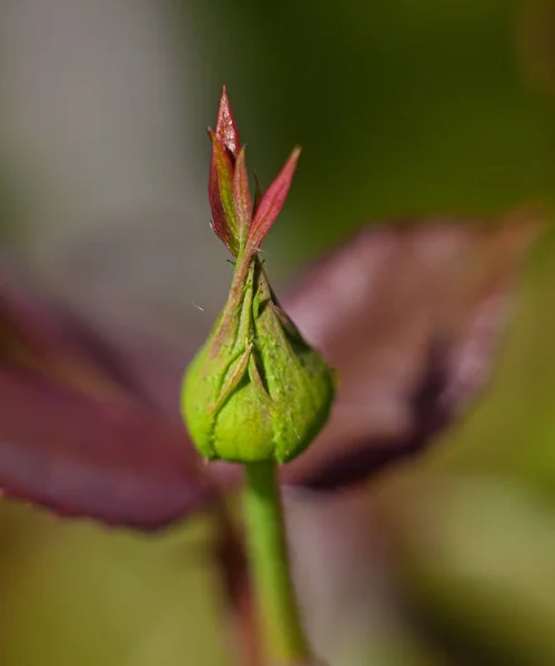 Rode bloemknop — Stockfoto