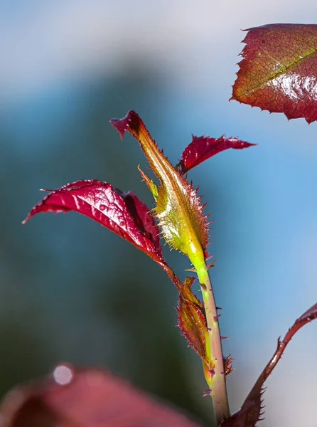 Dornen aus Rosen — Stockfoto