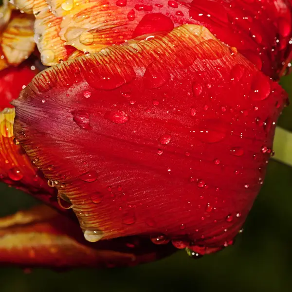 Rosa branca flor — Fotografia de Stock