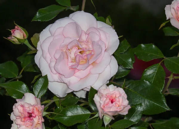 White rose flower — Stock Photo, Image
