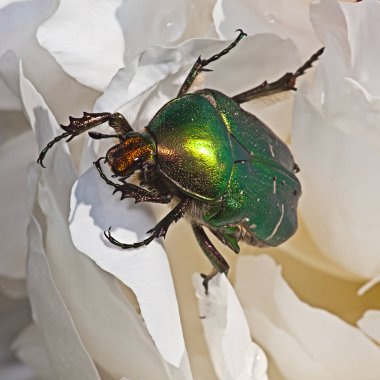 Bir gül Cetonia aurata sürünür