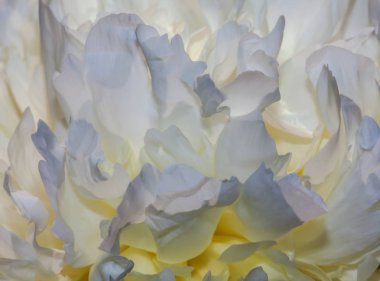 Doku Şakayık Çiçeği