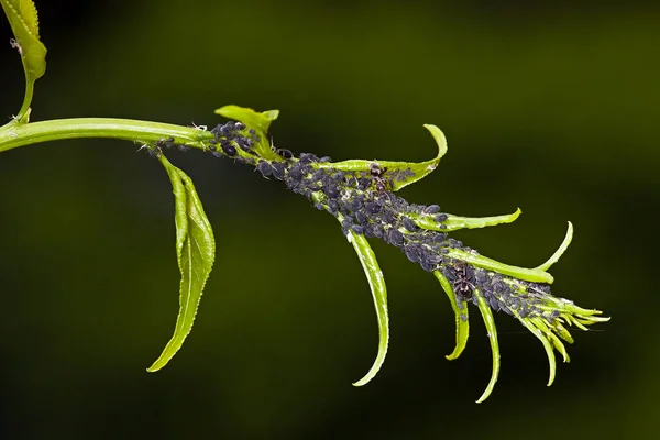 Aphid vivendo e saco cinza em um verde — Fotografia de Stock