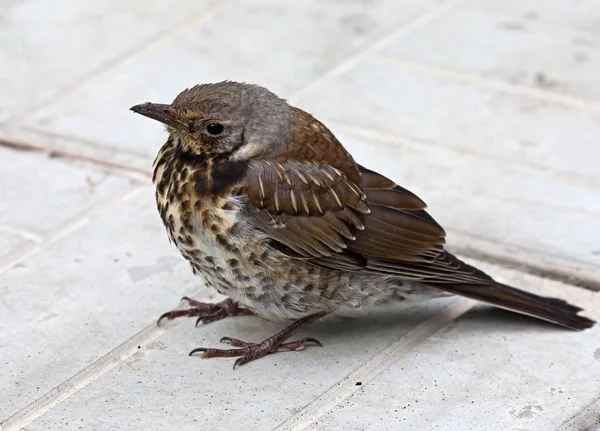 Nestling birds on the road — Stock Photo, Image