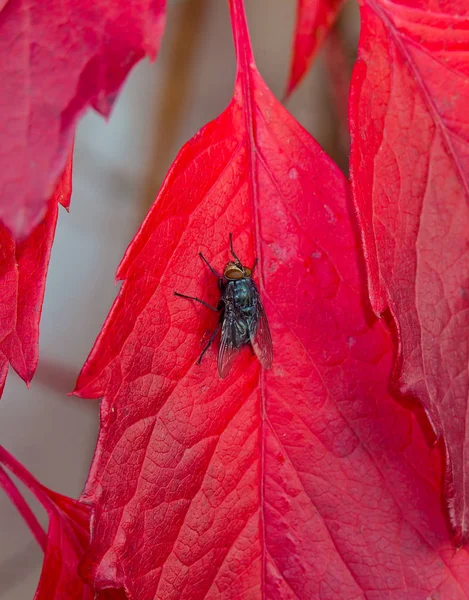 Mouche assise sur la notice rouge — Photo