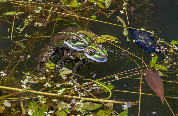 池の中のカエルの品種 — ストック写真
