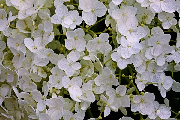 White flowers texture — Stock Photo, Image