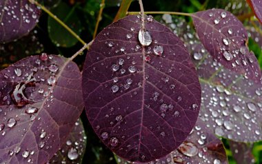 Kırmızı Yapraklara Su Damlaları