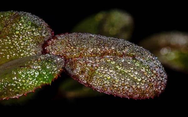 Gotas de agua en hojas rojas — Foto de Stock