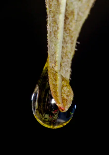 Gouttes d'eau sur les feuilles rouges — Photo