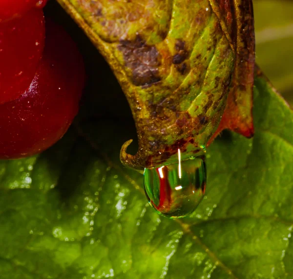 Water drops on red leaves — Stock Photo, Image