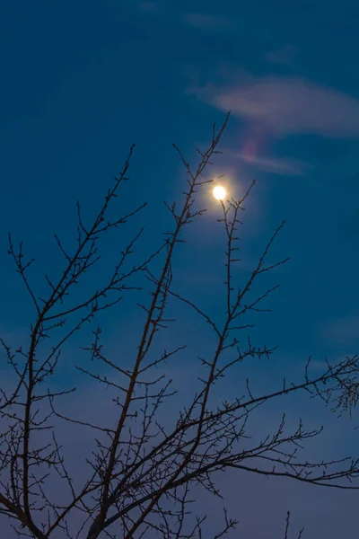 Branche et la lune — Photo